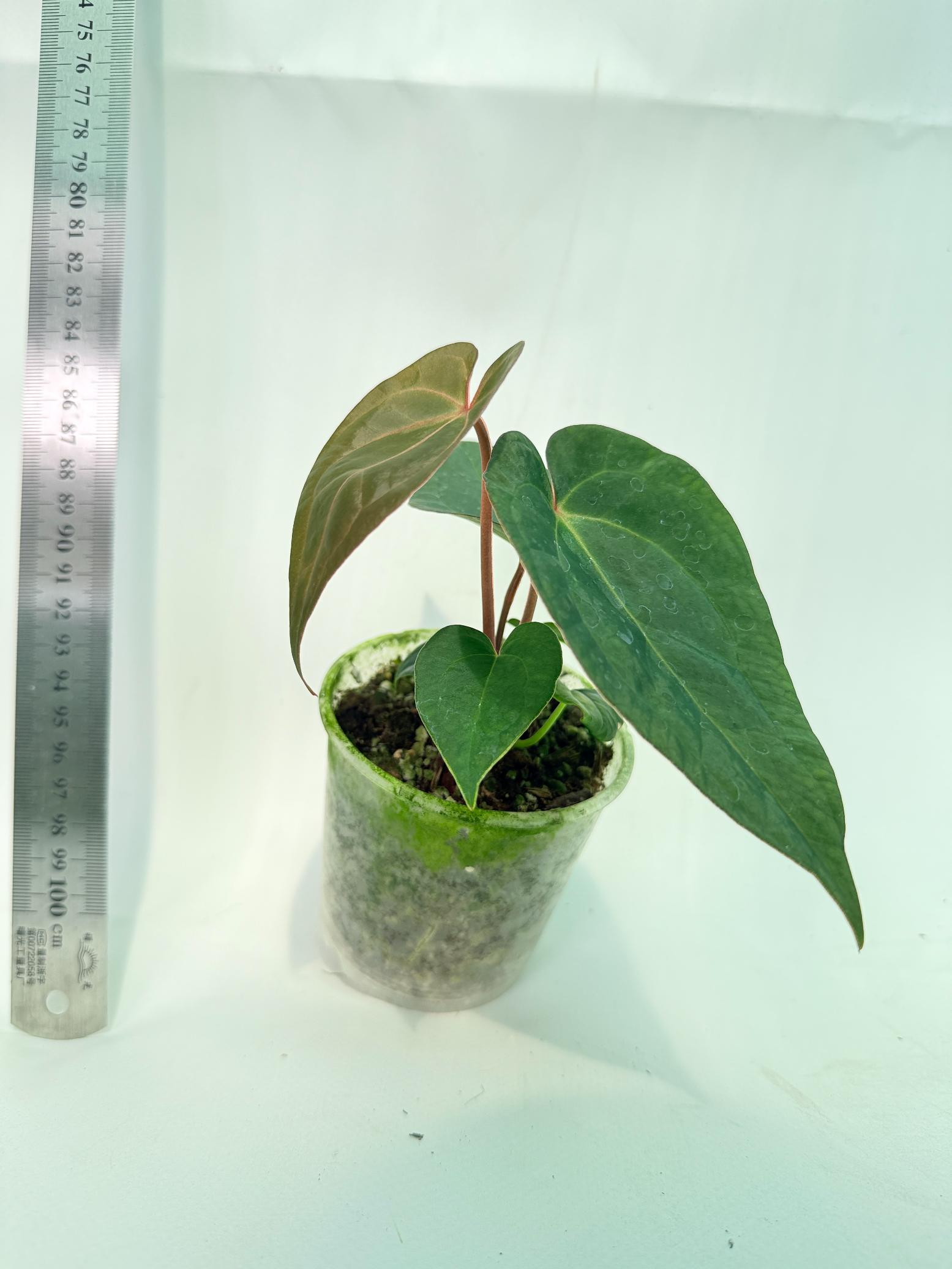 Anthurium KOS Hybrid x Crystallinum Crackin Veins 5
