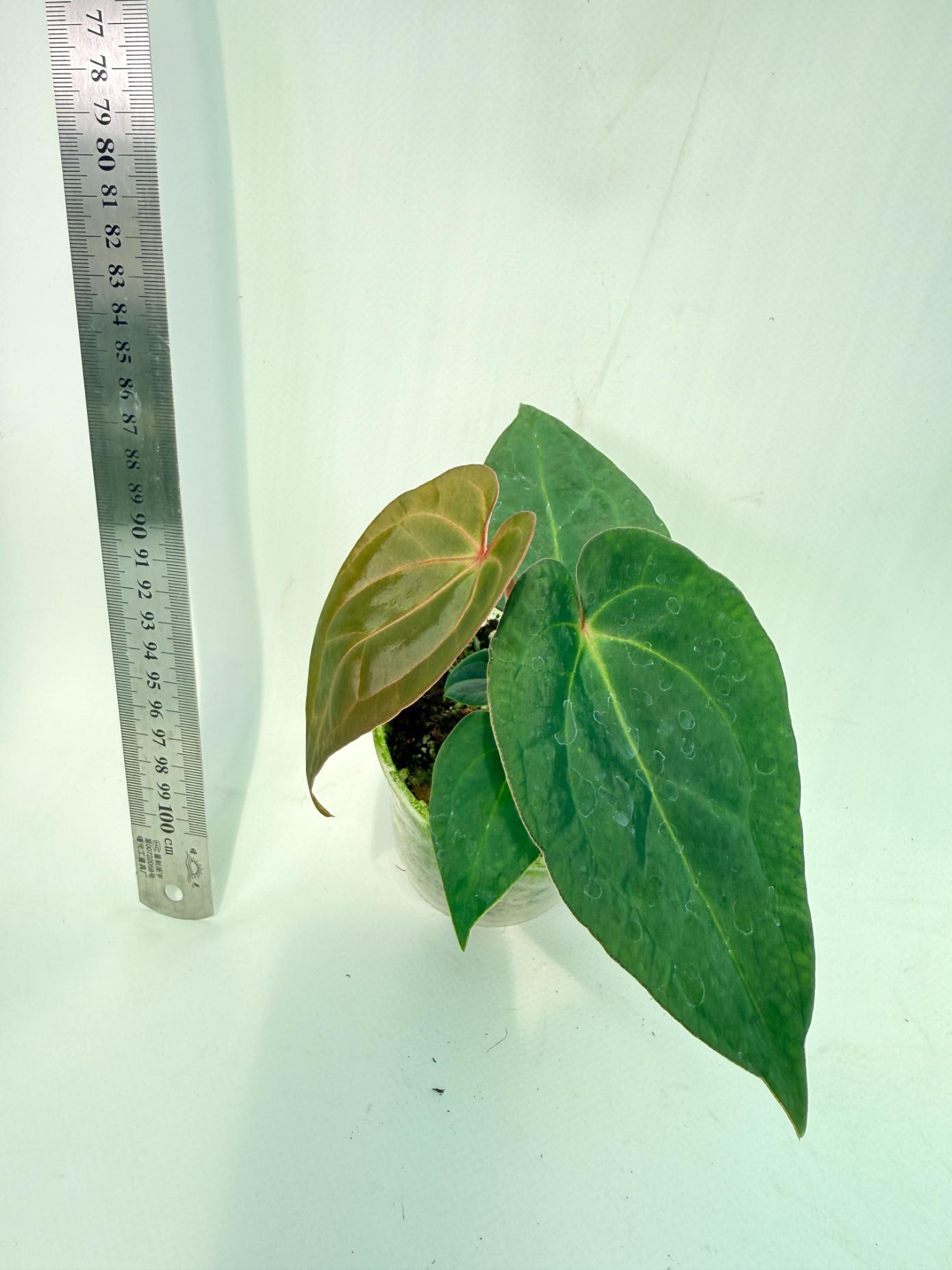 Anthurium KOS Hybrid x Crystallinum Crackin Veins 1