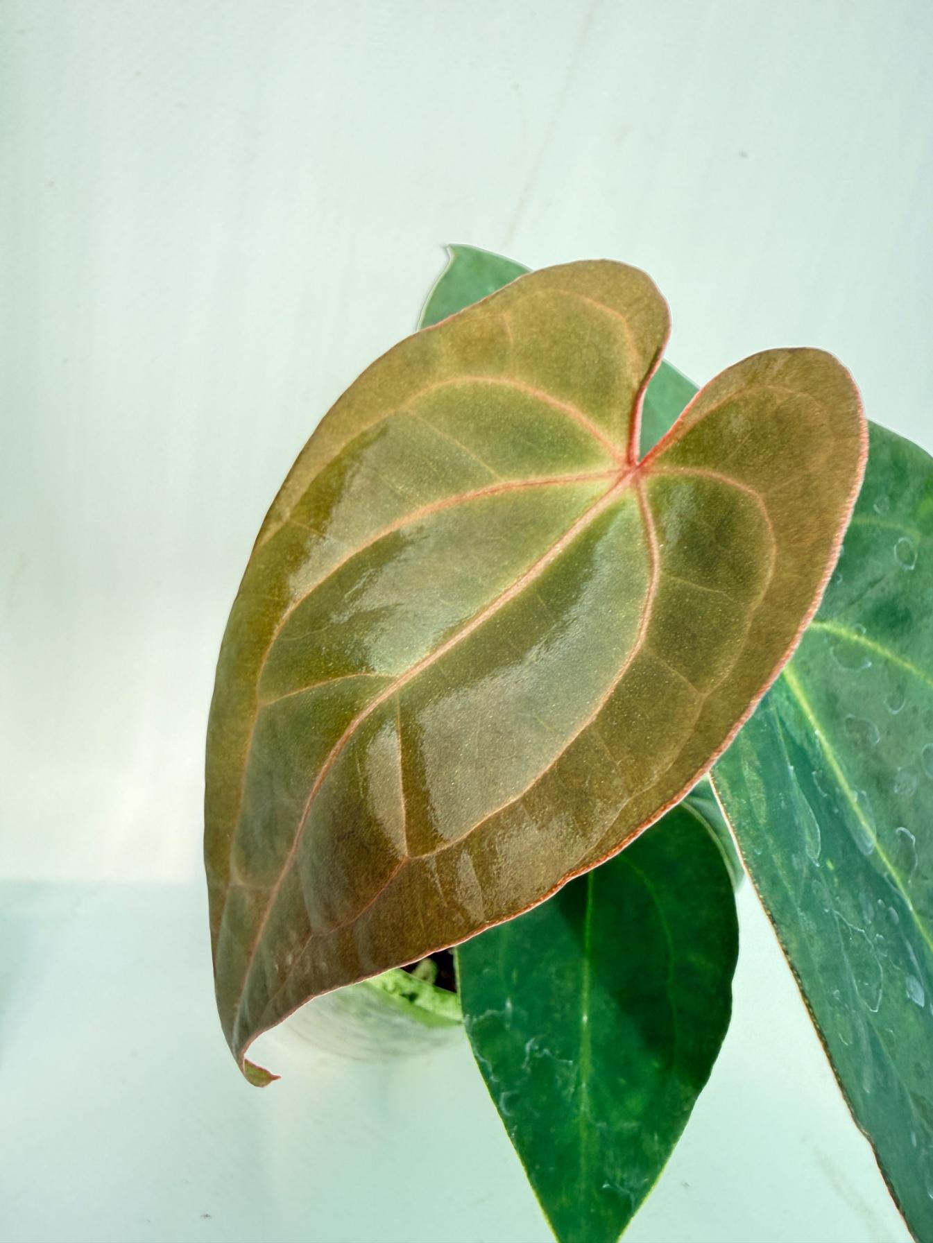 Anthurium KOS Hybrid x Crystallinum Crackin Veins 2