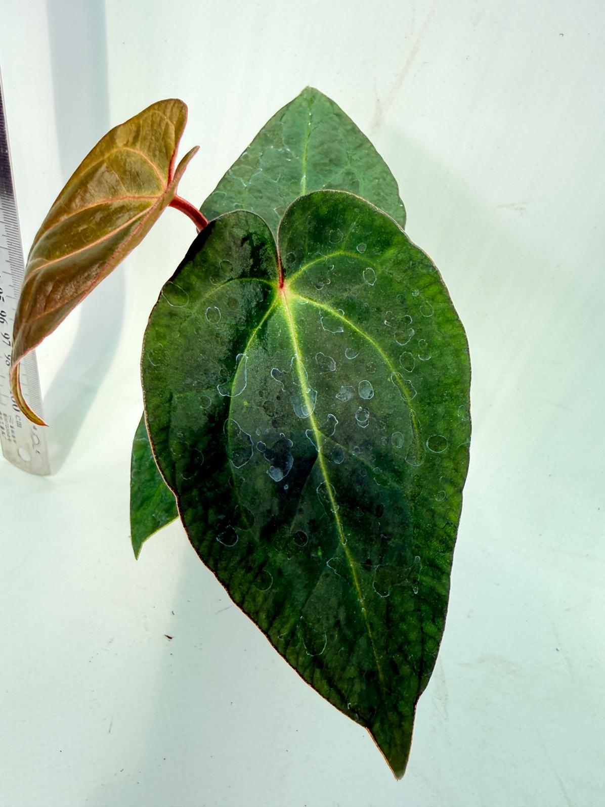 Anthurium KOS Hybrid x Crystallinum Crackin Veins 6