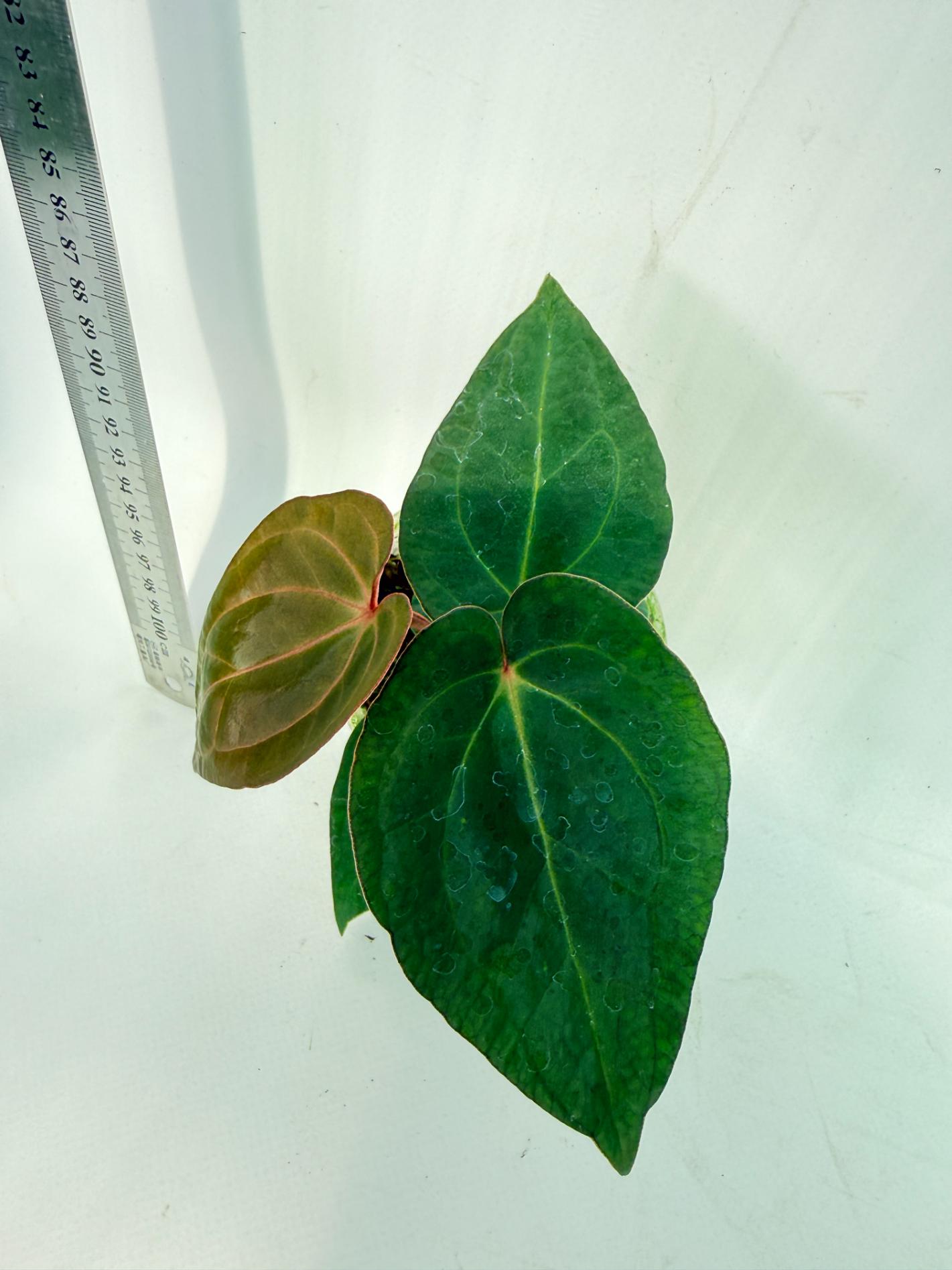 Anthurium KOS Hybrid x Crystallinum Crackin Veins 7