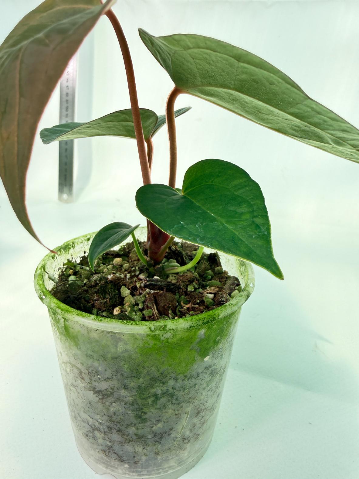 Anthurium KOS Hybrid x Crystallinum Crackin Veins 8
