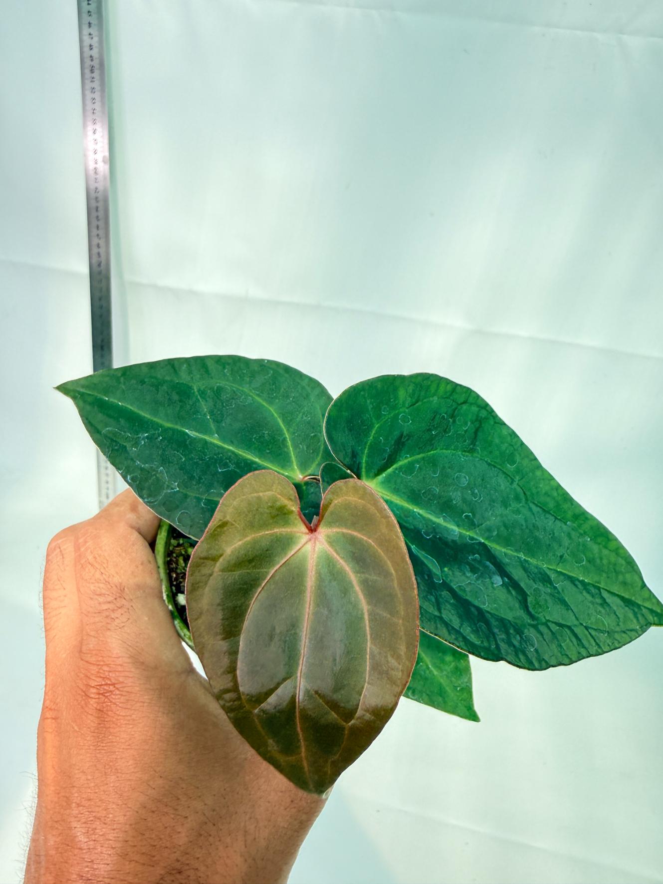 Anthurium KOS Hybrid x Crystallinum Crackin Veins 9