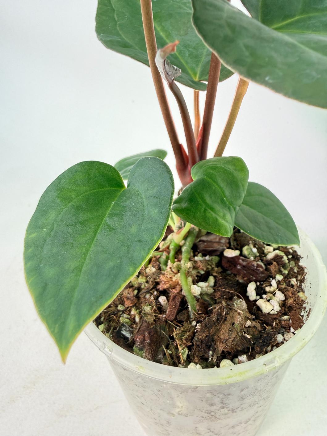 Anthurium KOS Hybrid x Crystallinum Crackin Veins 9