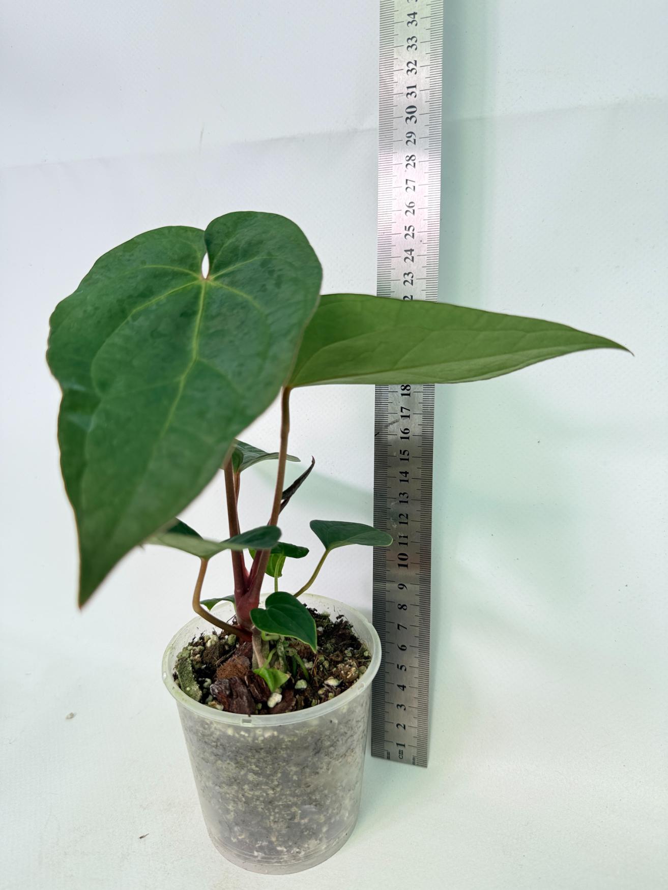 Anthurium KOS Hybrid x Crystallinum Crackin Veins 4