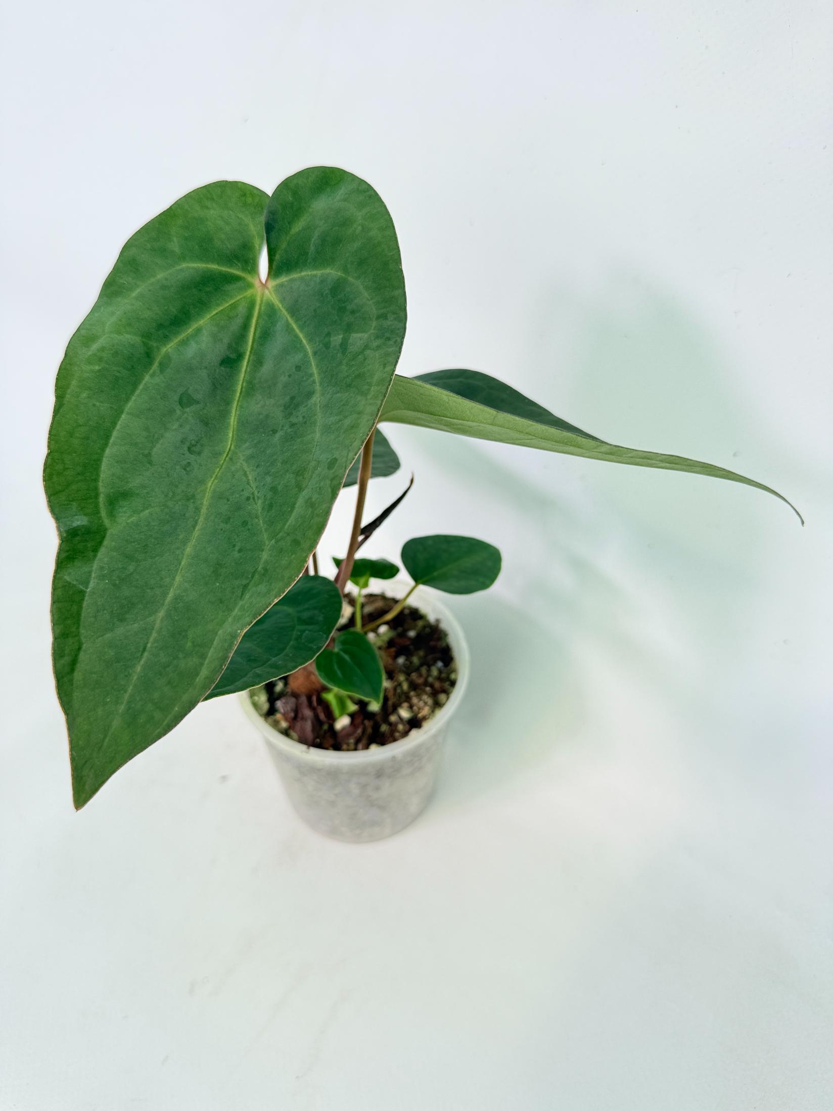 Anthurium KOS Hybrid x Crystallinum Crackin Veins 5