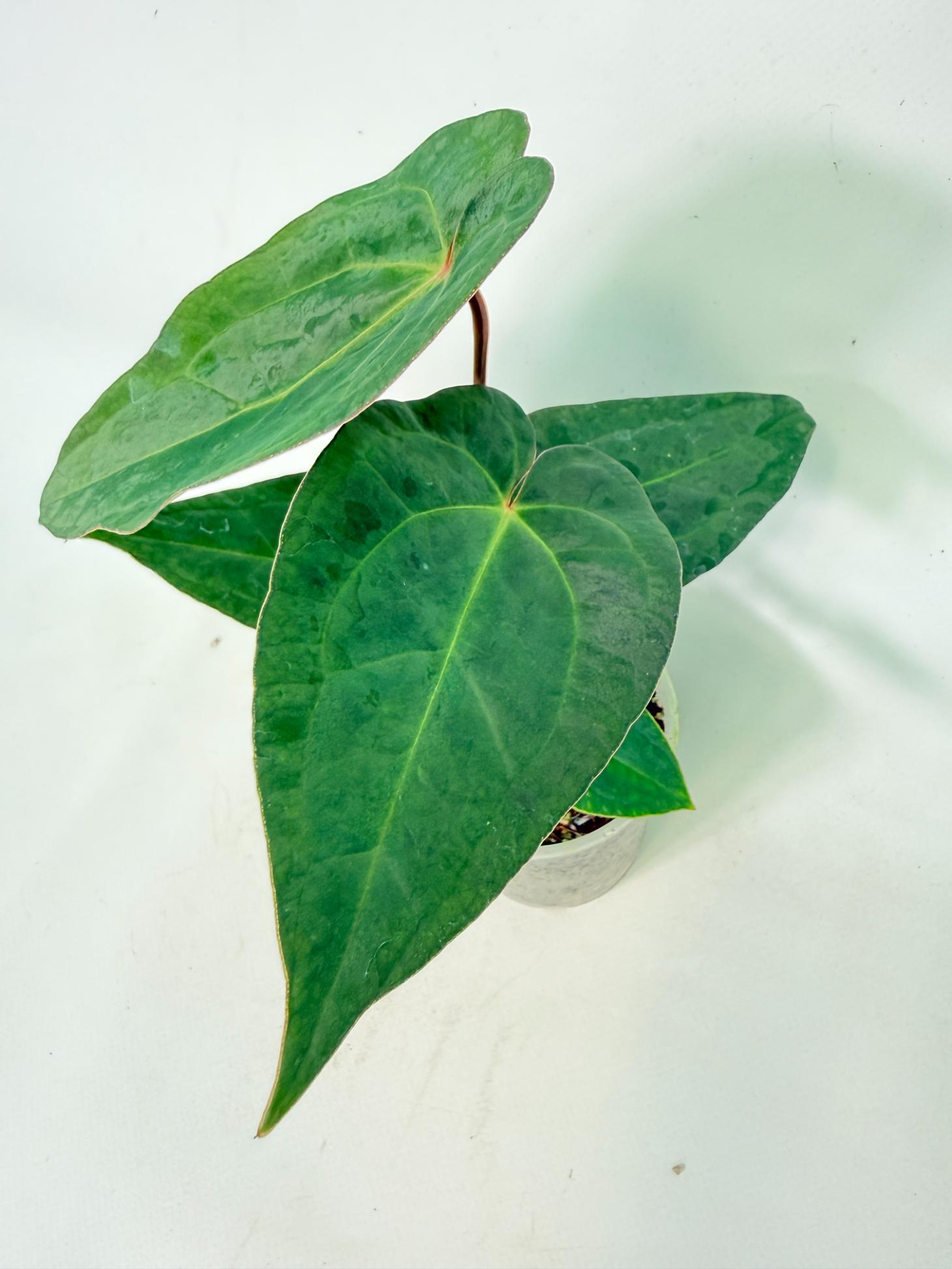 Anthurium KOS Hybrid x Crystallinum Crackin Veins 1