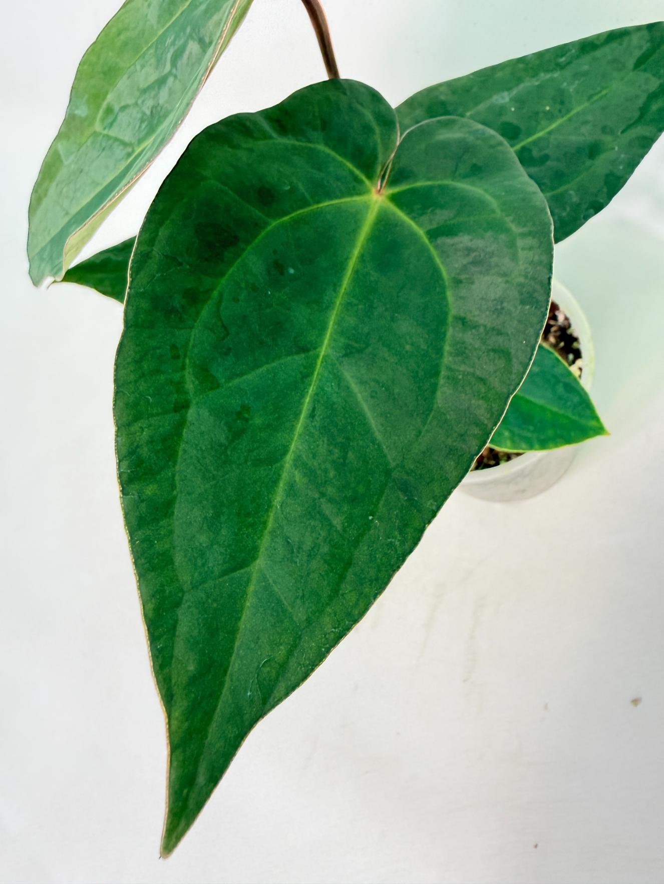 Anthurium KOS Hybrid x Crystallinum Crackin Veins 6