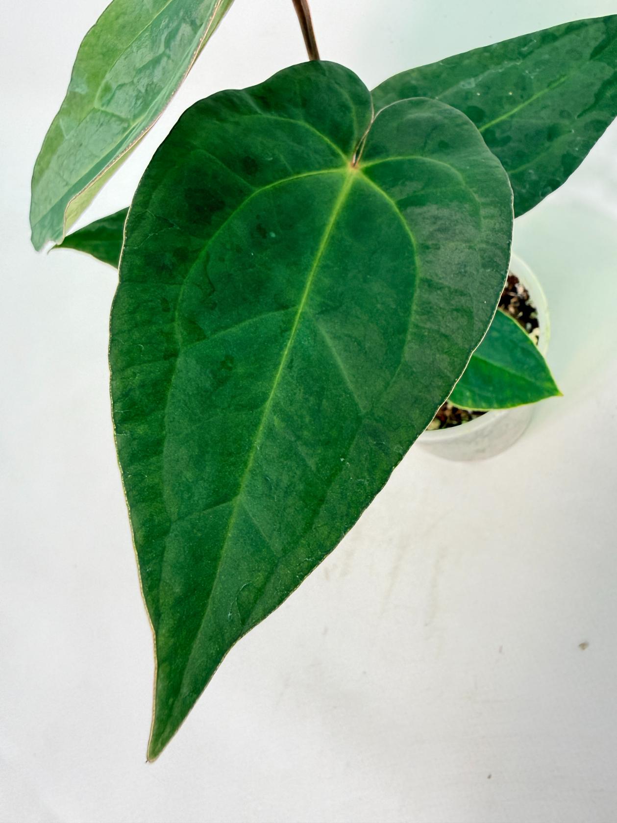 Anthurium KOS Hybrid x Crystallinum Crackin Veins 2