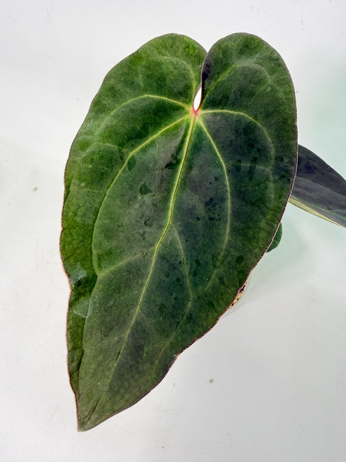 Anthurium KOS Hybrid x Crystallinum Crackin Veins 7
