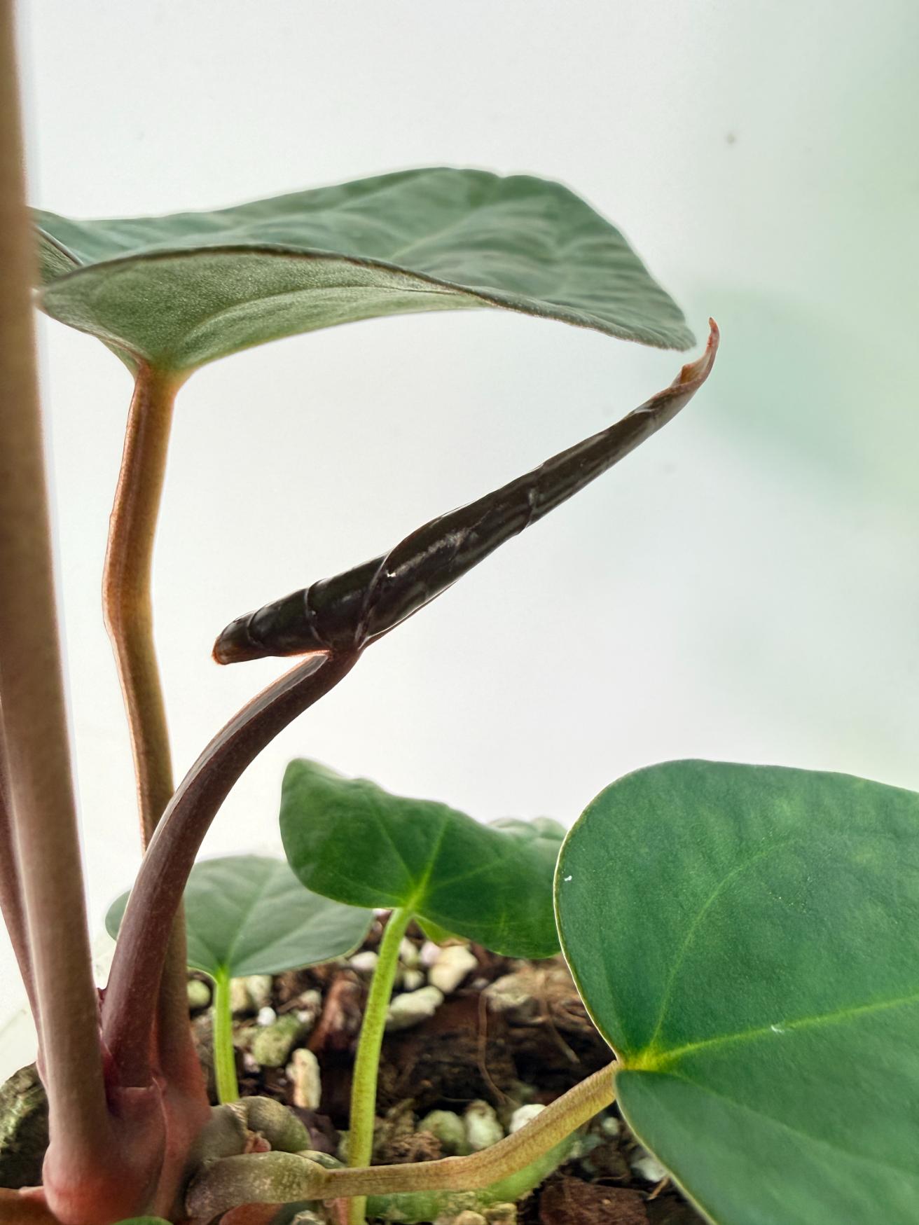 Anthurium KOS Hybrid x Crystallinum Crackin Veins 8