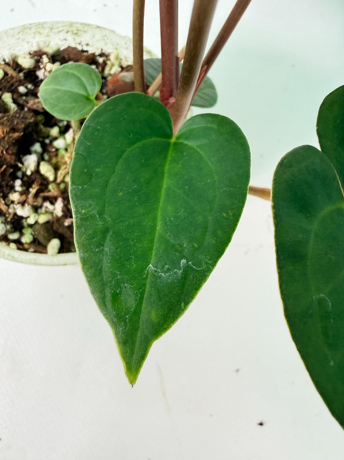Anthurium KOS Hybrid x Crystallinum Crackin Veins 08