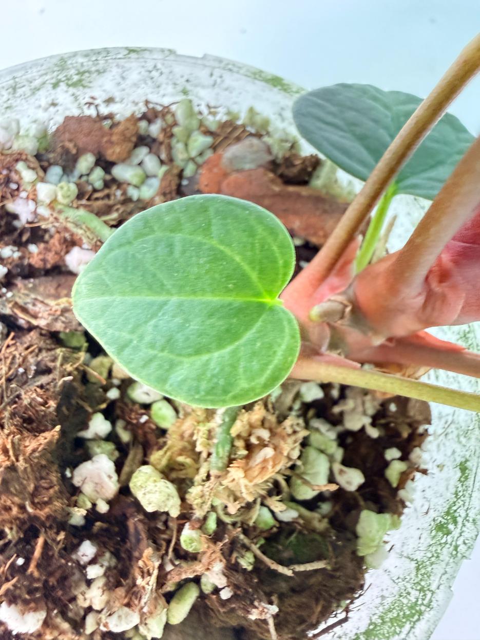 Anthurium KOS Hybrid x Crystallinum Crackin Veins 09