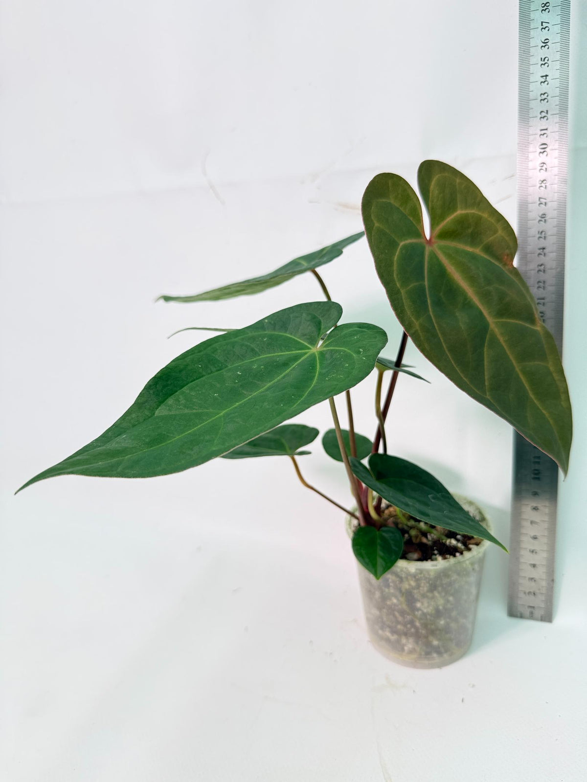 Anthurium KOS Hybrid x Crystallinum Crackin Veins 12