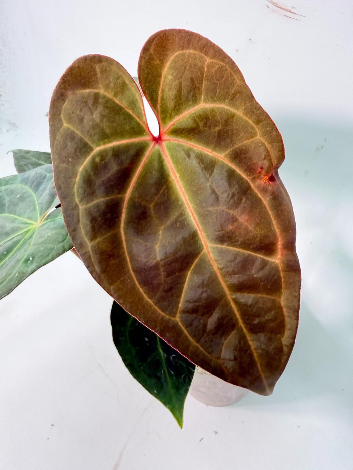 Anthurium KOS Hybrid x Crystallinum Crackin Veins 02
