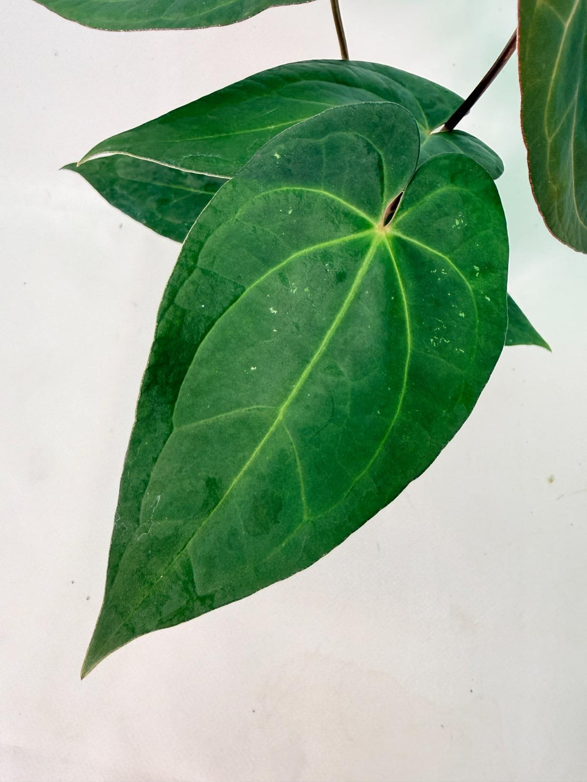 Anthurium KOS Hybrid x Crystallinum Crackin Veins 03