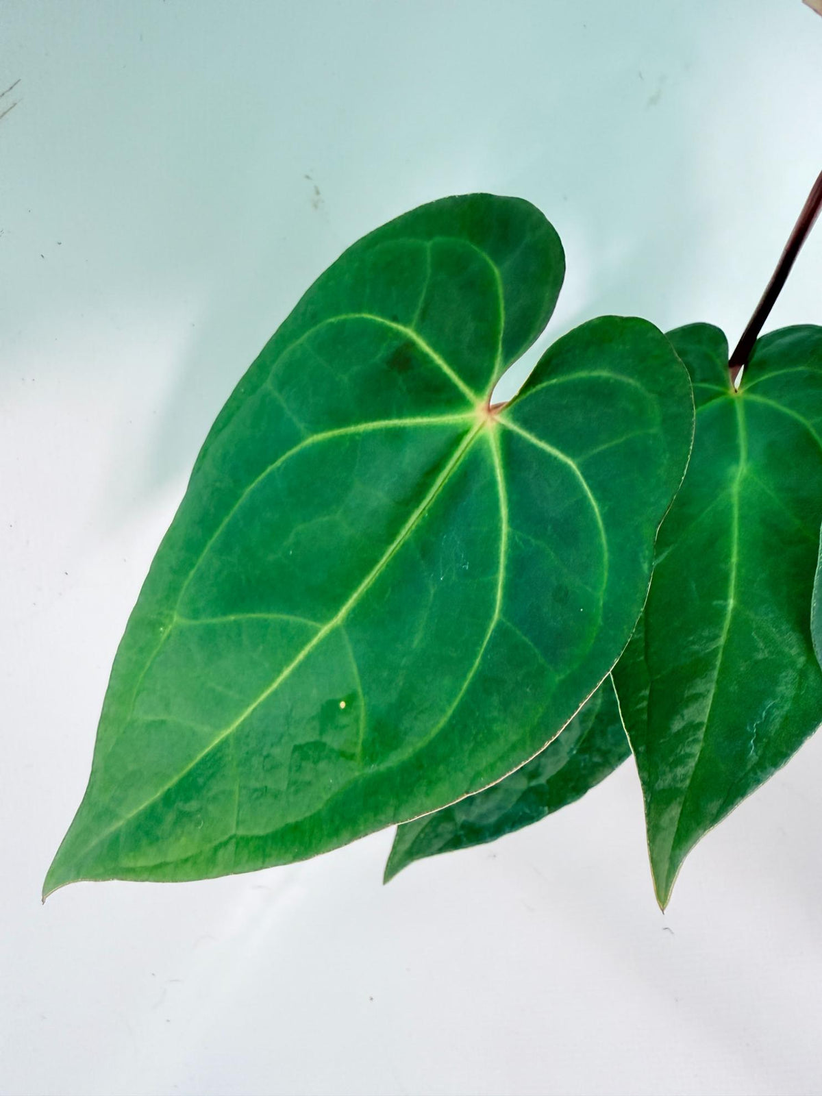 Anthurium KOS Hybrid x Crystallinum Crackin Veins 04
