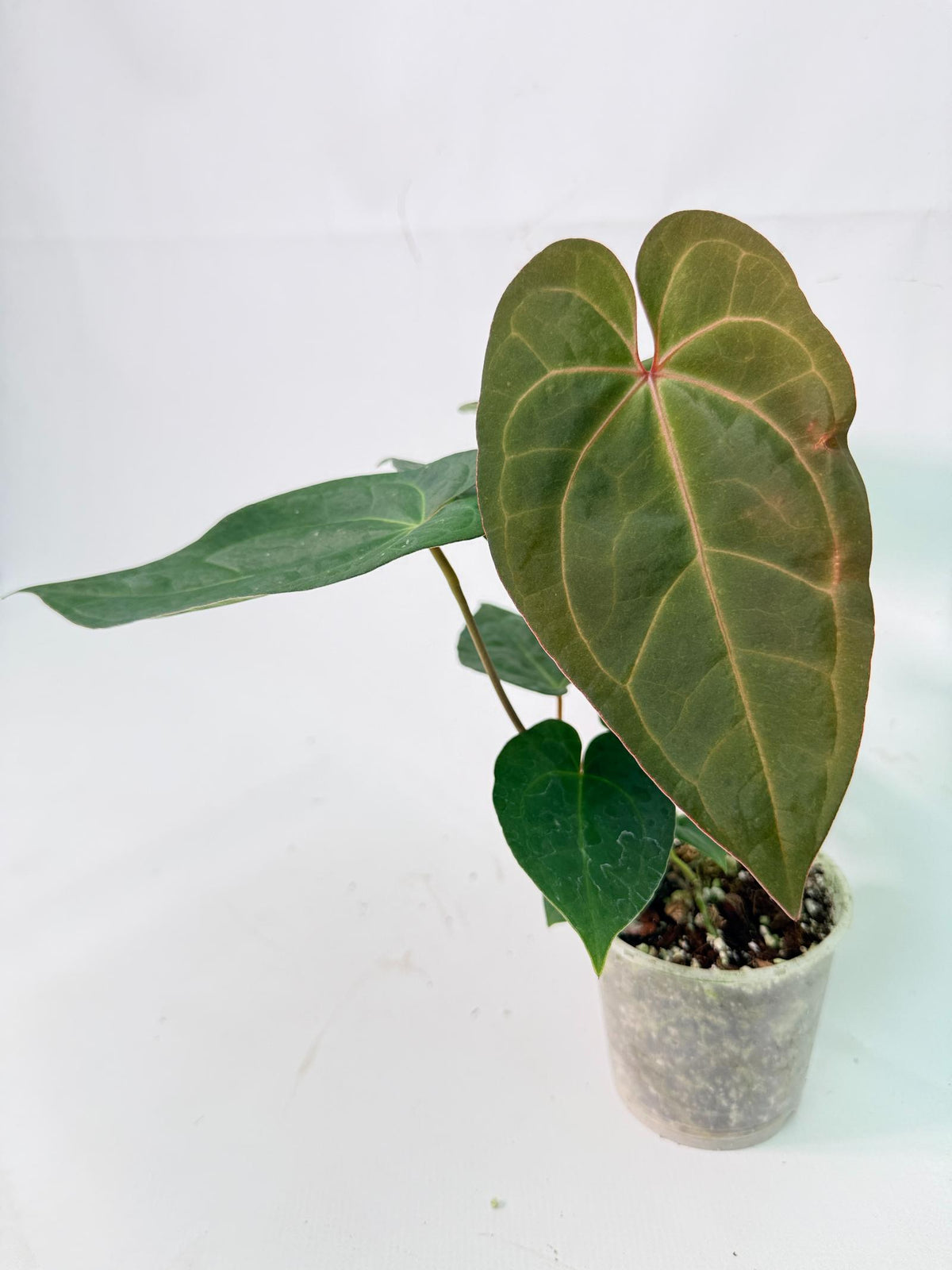 Anthurium KOS Hybrid x Crystallinum Crackin Veins 05