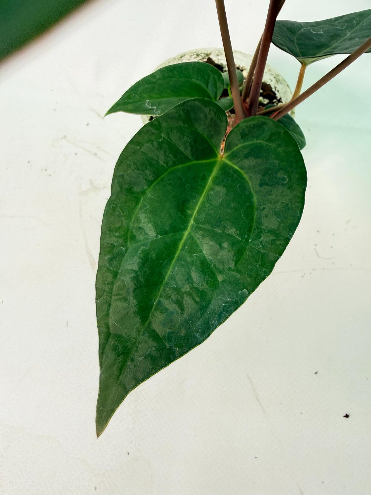 Anthurium KOS Hybrid x Crystallinum Crackin Veins 7