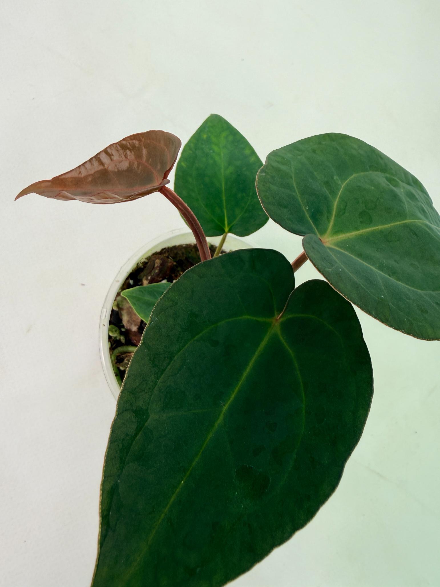 Anthurium KOS Hybrid x Crystallinum Crackin Veins 8