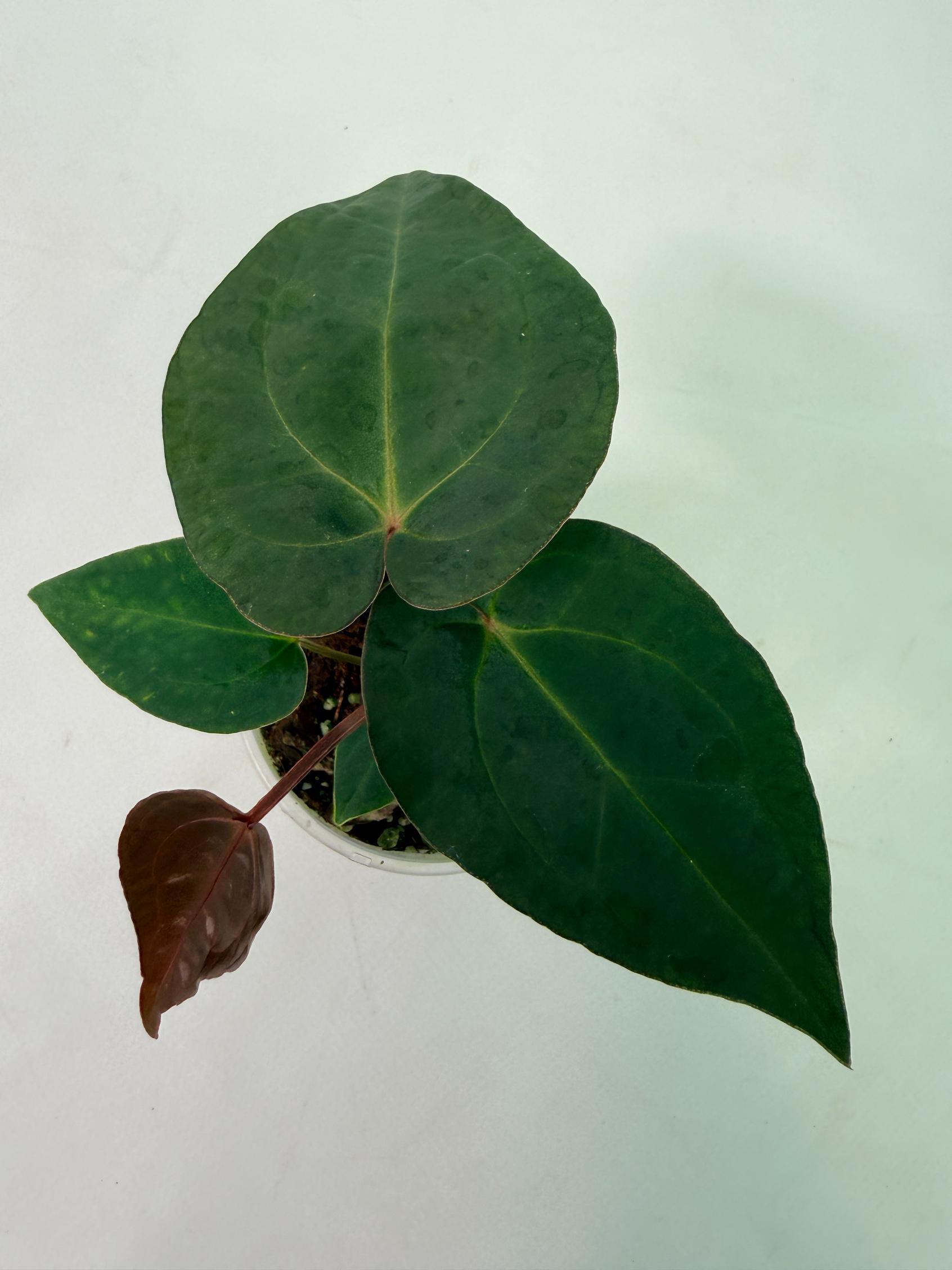 Anthurium KOS Hybrid x Crystallinum Crackin Veins 9