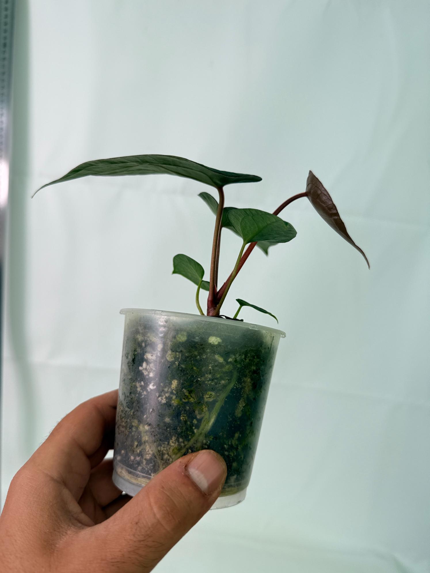 Anthurium KOS Hybrid x Crystallinum Crackin Veins 10