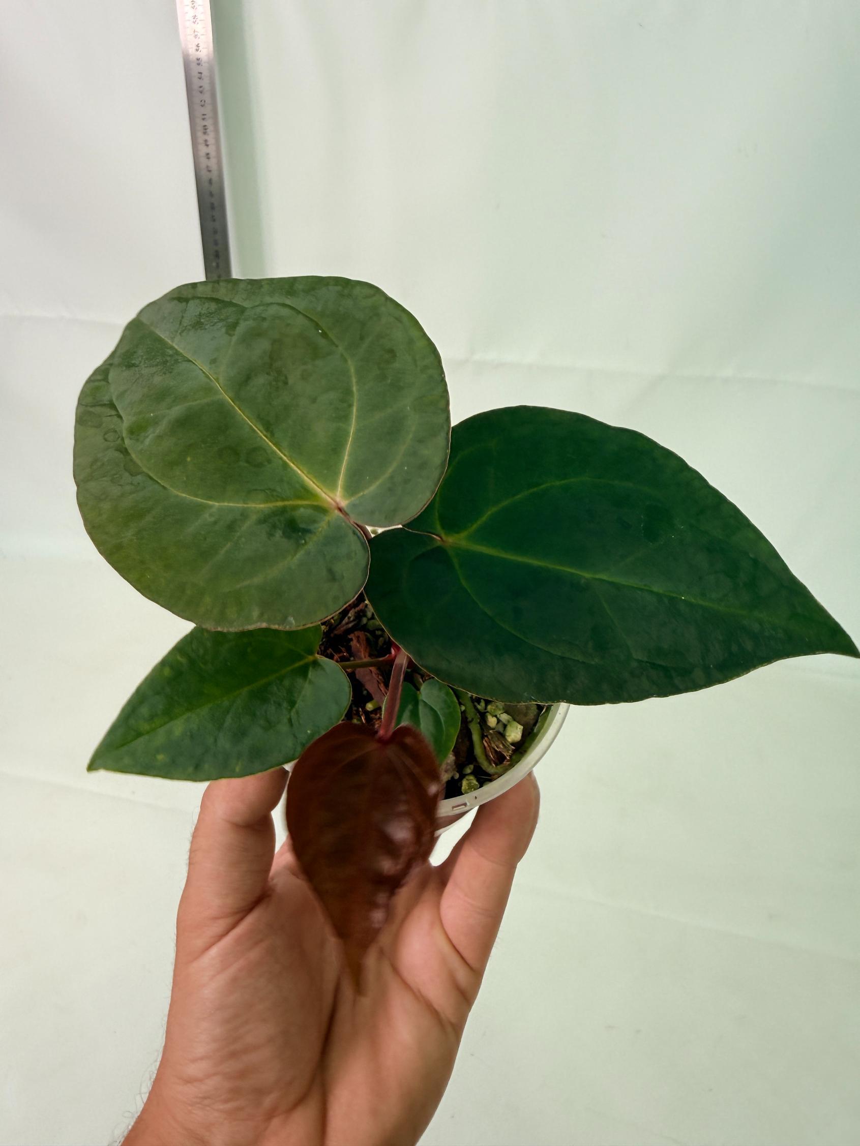 Anthurium KOS Hybrid x Crystallinum Crackin Veins 11