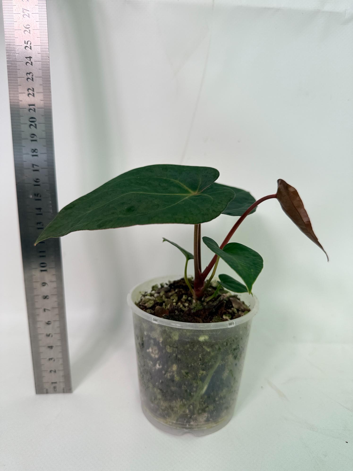 Anthurium KOS Hybrid x Crystallinum Crackin Veins 3