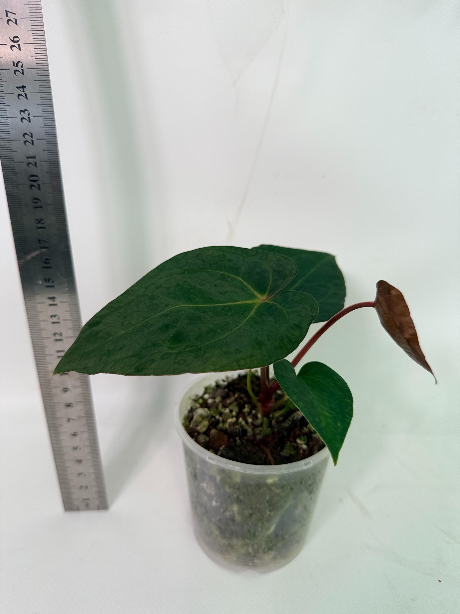 Anthurium KOS Hybrid x Crystallinum Crackin Veins 5