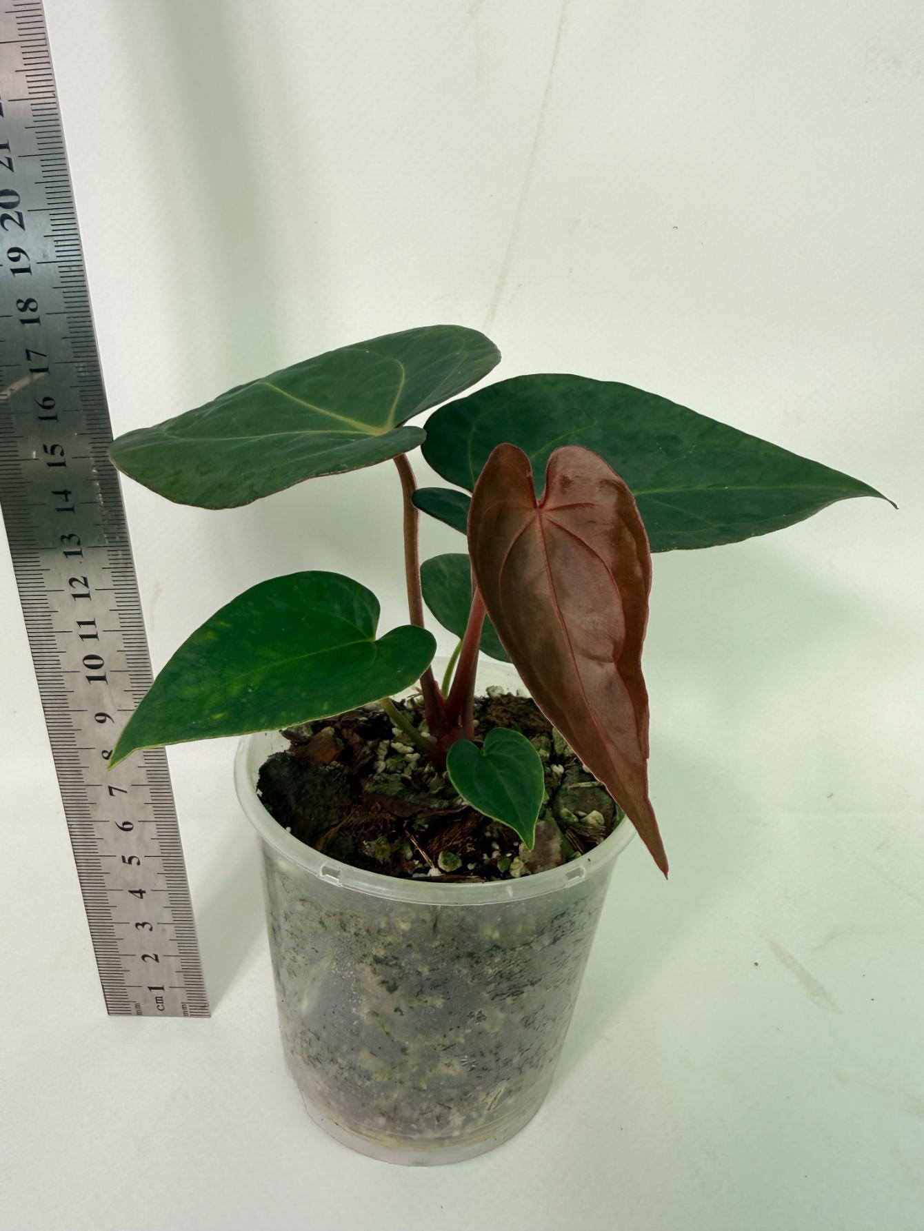 Anthurium KOS Hybrid x Crystallinum Crackin Veins 1