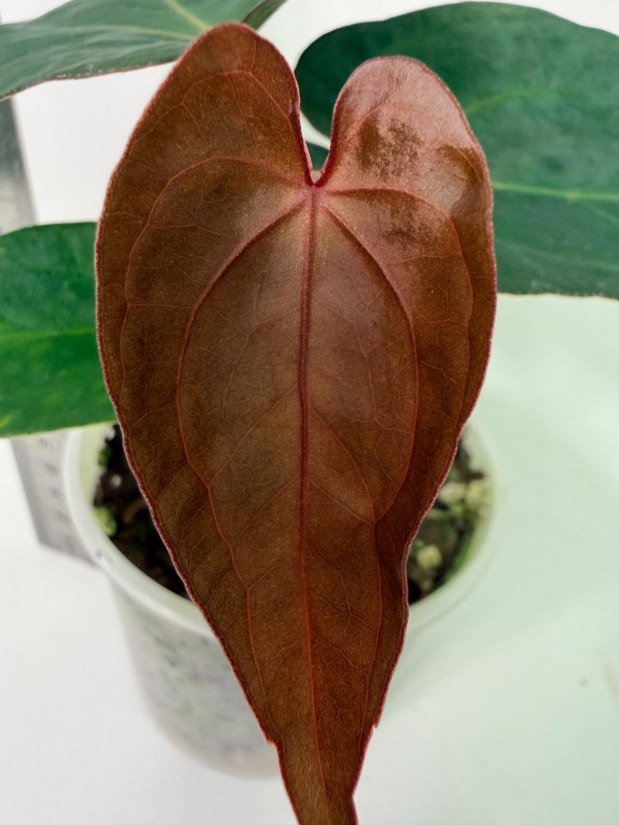 Anthurium KOS Hybrid x Crystallinum Crackin Veins 2