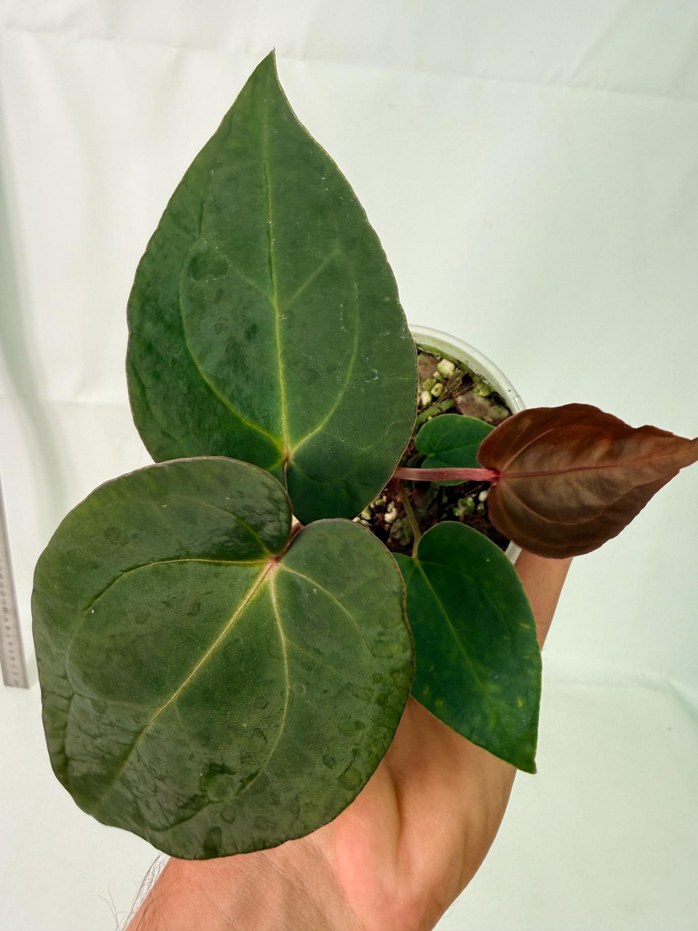 Anthurium KOS Hybrid x Crystallinum Crackin Veins 6