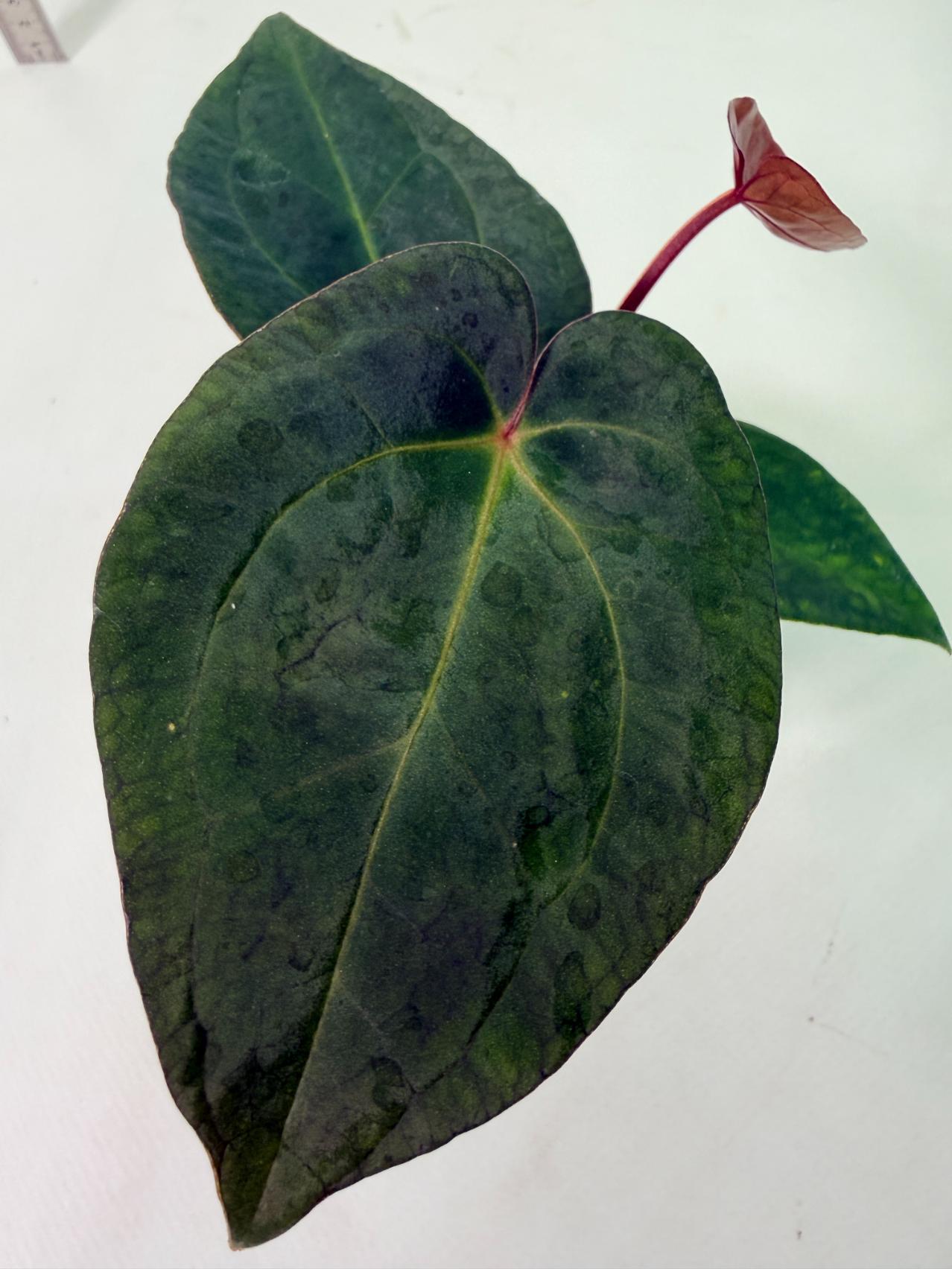 Anthurium KOS Hybrid x Crystallinum Crackin Veins 7