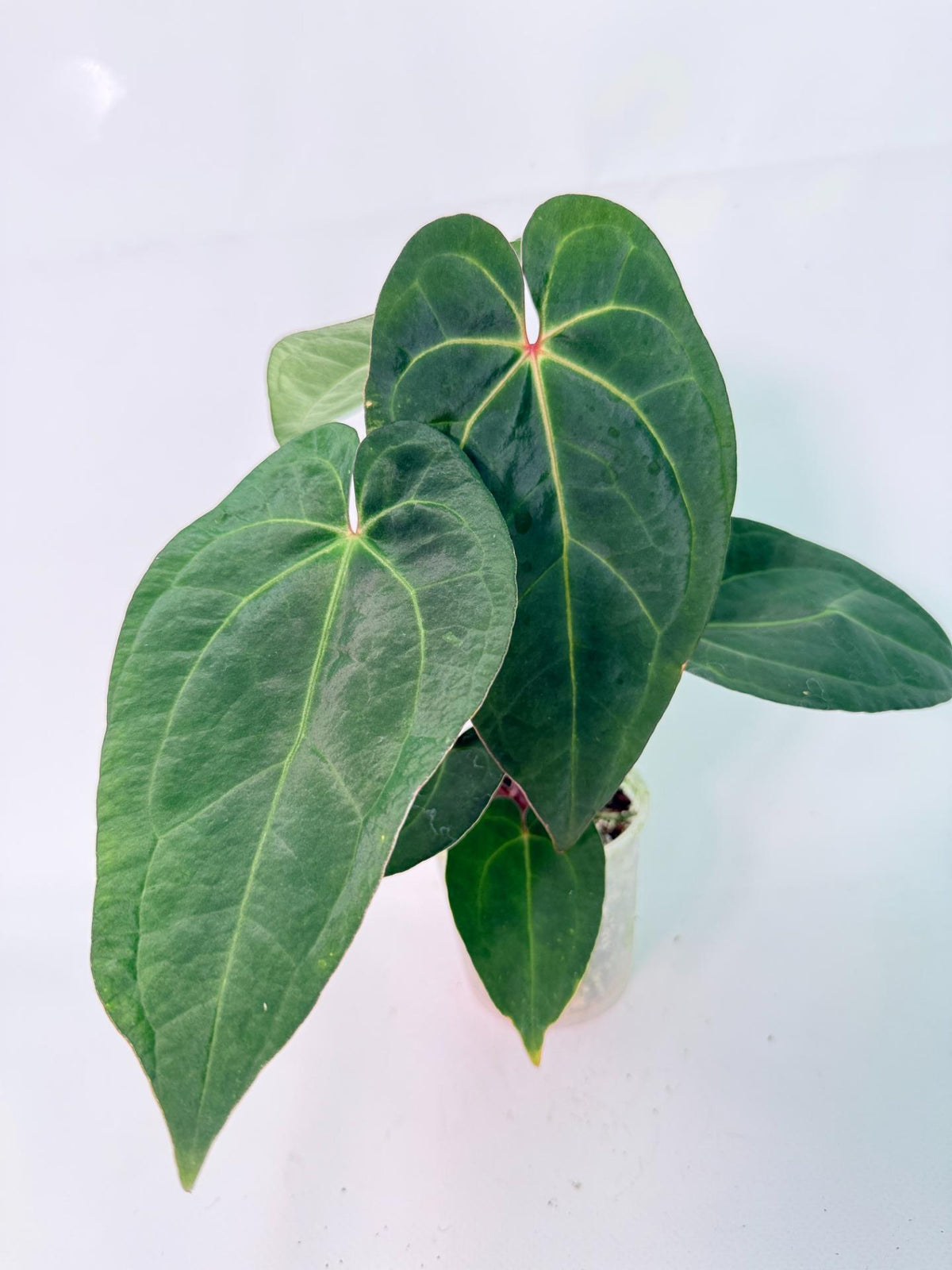 Anthurium KOS Hybrid x Crystallinum Crackin Veins 1