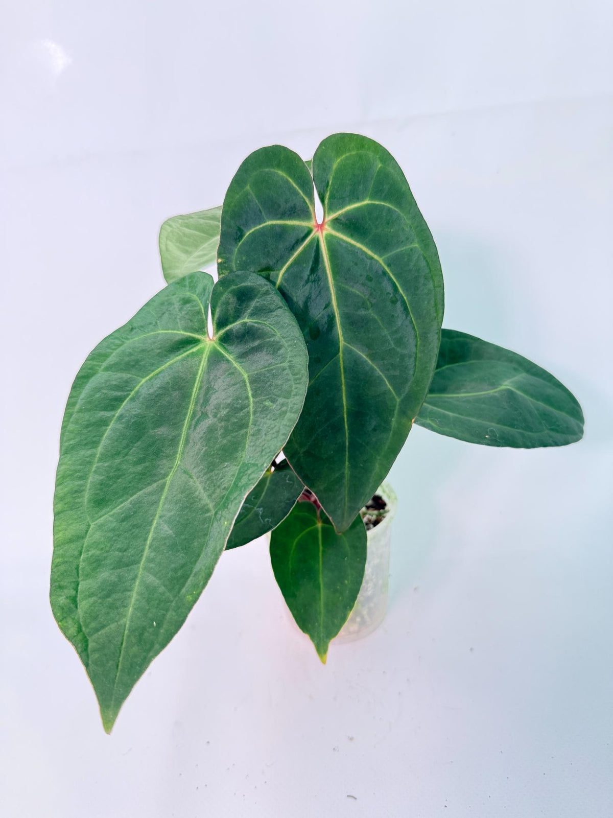 Anthurium KOS Hybrid x Crystallinum Crackin Veins 07