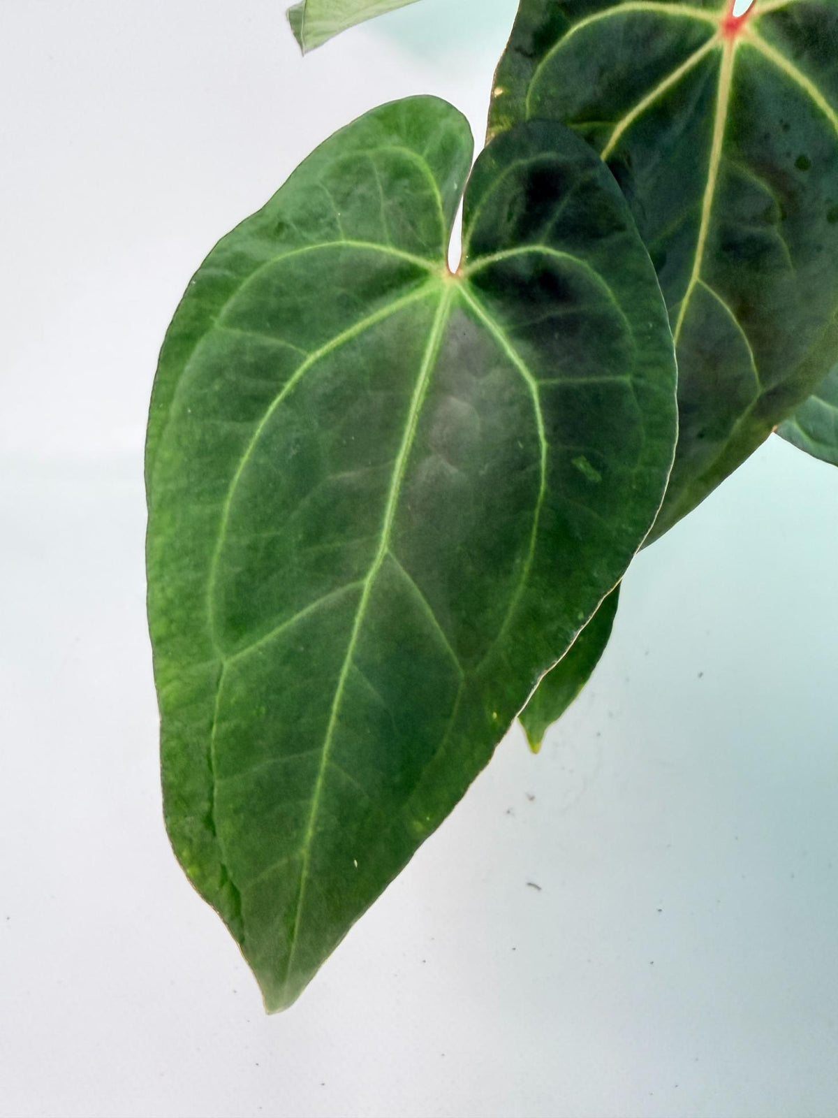 Anthurium KOS Hybrid x Crystallinum Crackin Veins 03