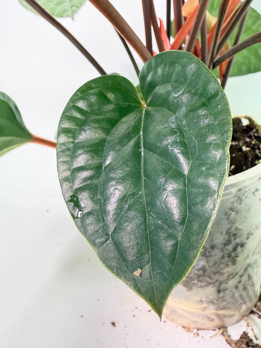 Anthurium Luxurians x Radicans  XL 08