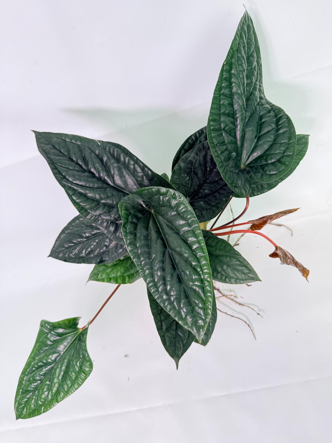 Anthurium Luxurians x Radicans  XL 09