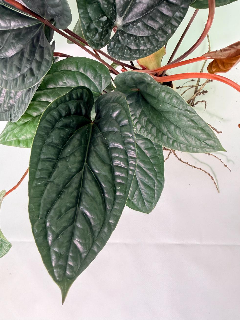 Anthurium Luxurians x Radicans  XL 10