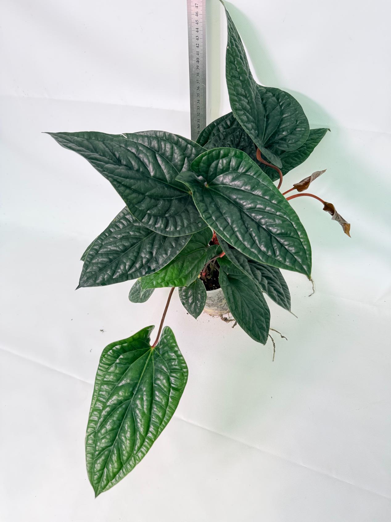 Anthurium Luxurians x Radicans  XL 01