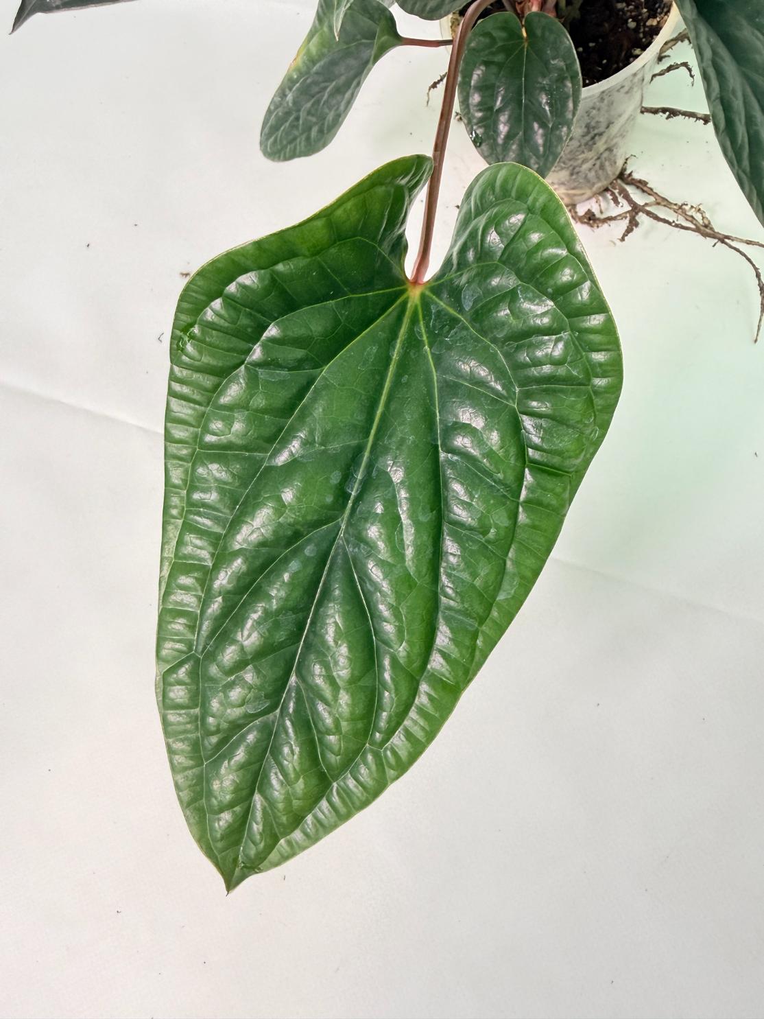 Anthurium Luxurians x Radicans  XL 03