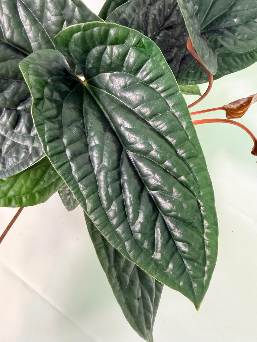 Anthurium Luxurians x Radicans  XL 04