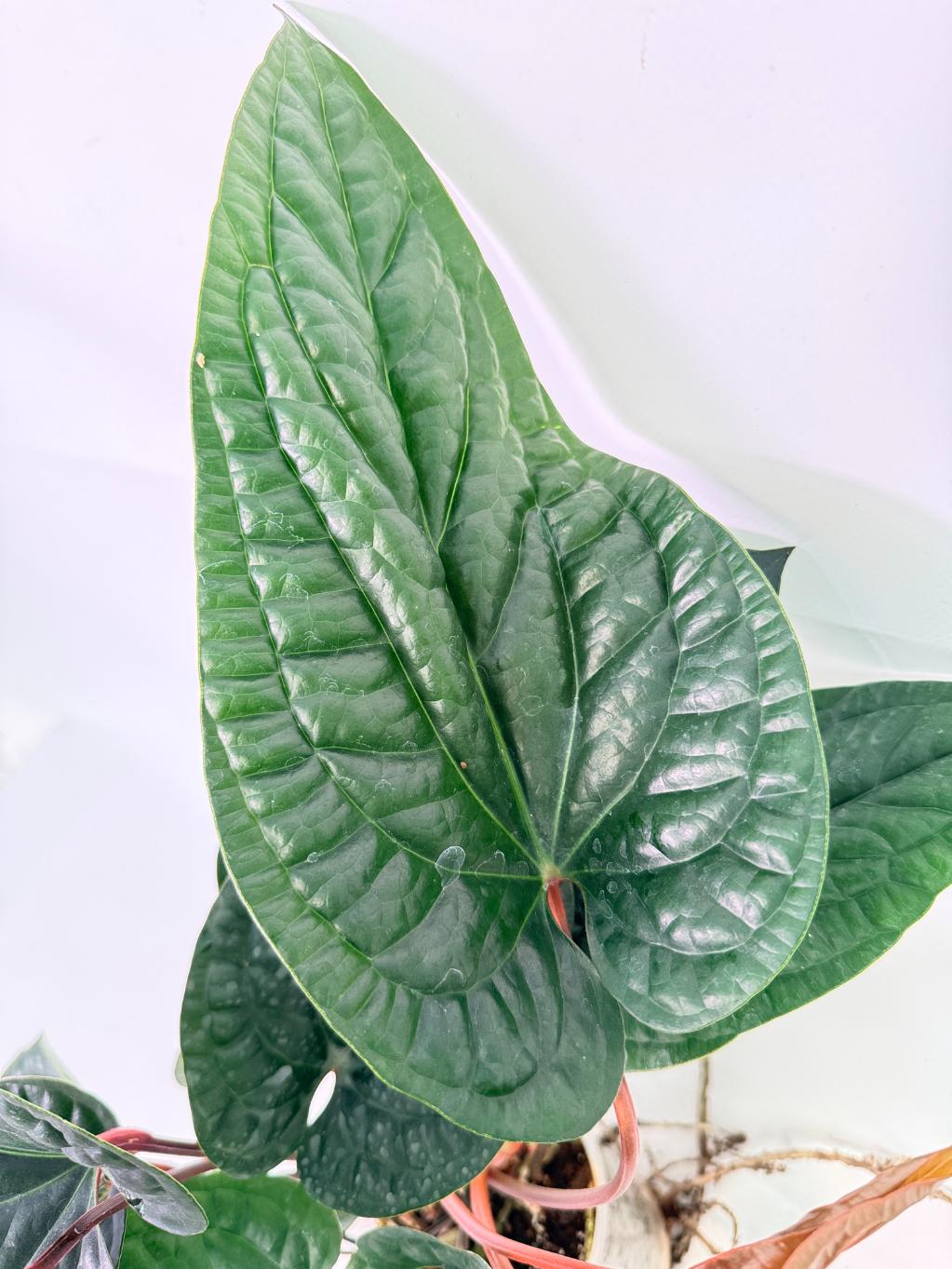 Anthurium Luxurians x Radicans  XL 05