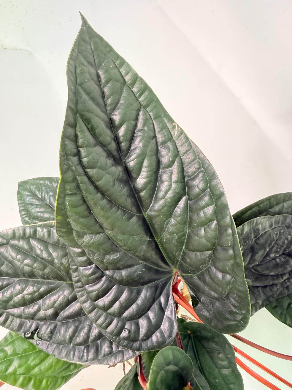 Anthurium Luxurians x Radicans  XL 06