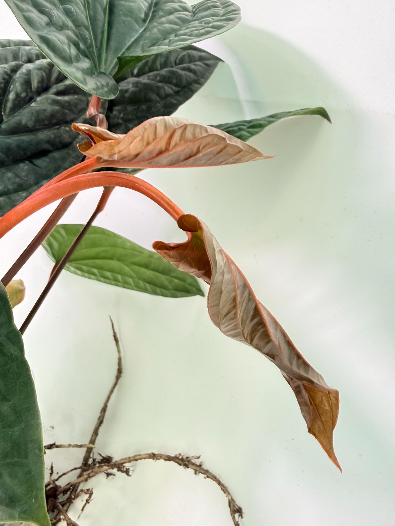 Anthurium Luxurians x Radicans  XL 07