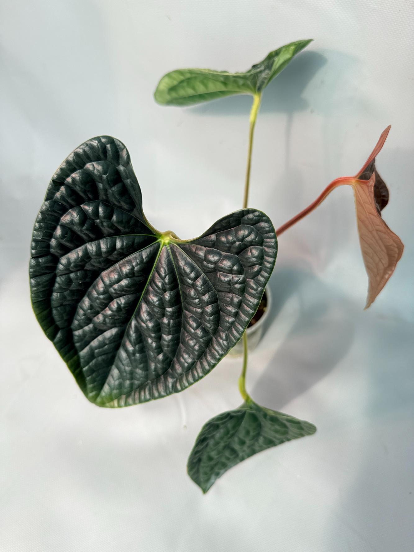 Anthurium Luxurians 08