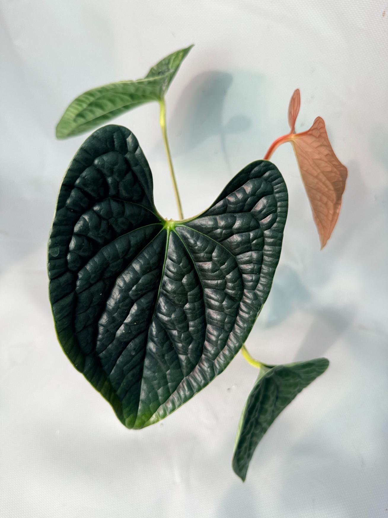 Anthurium Luxurians 01