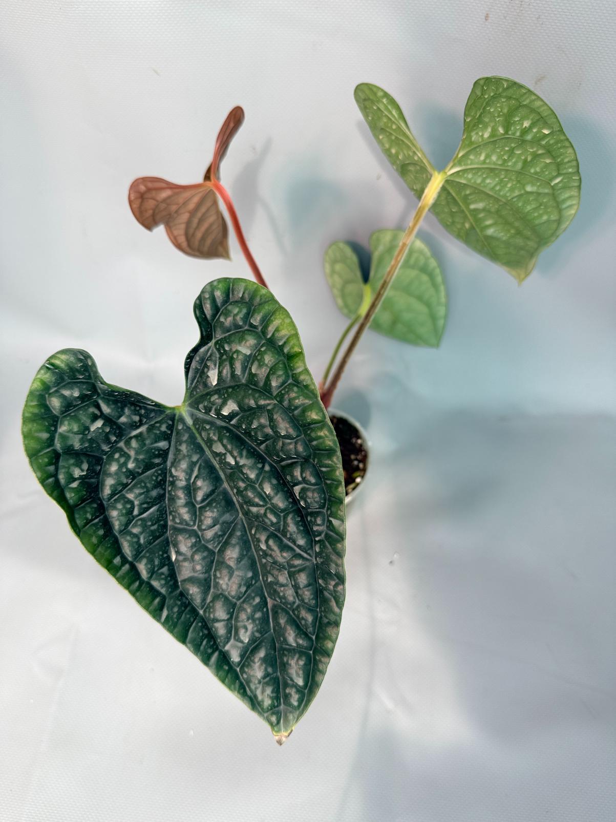 Anthurium Luxurians 02