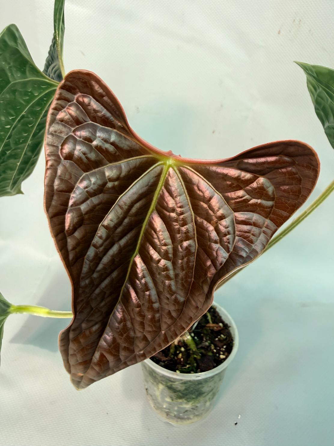 Anthurium Luxurians 03
