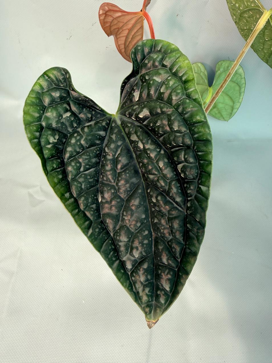 Anthurium Luxurians 04